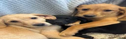 Labrador Retriever dogs for sale: Fox Red & Black Lab Retriever Puppies For Sale - Advert 13