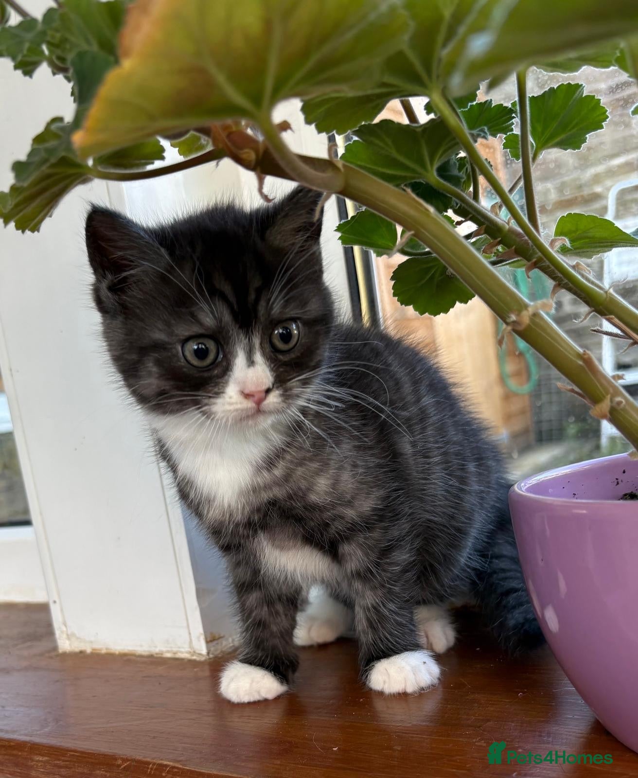 Mixed Breed cats Exotic cross  - Advert 1