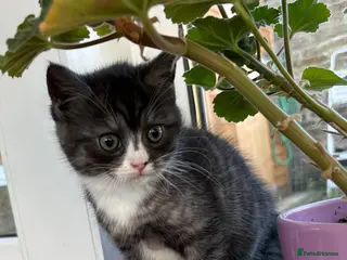 Mixed Breed cats Exotic cross - Advert 1