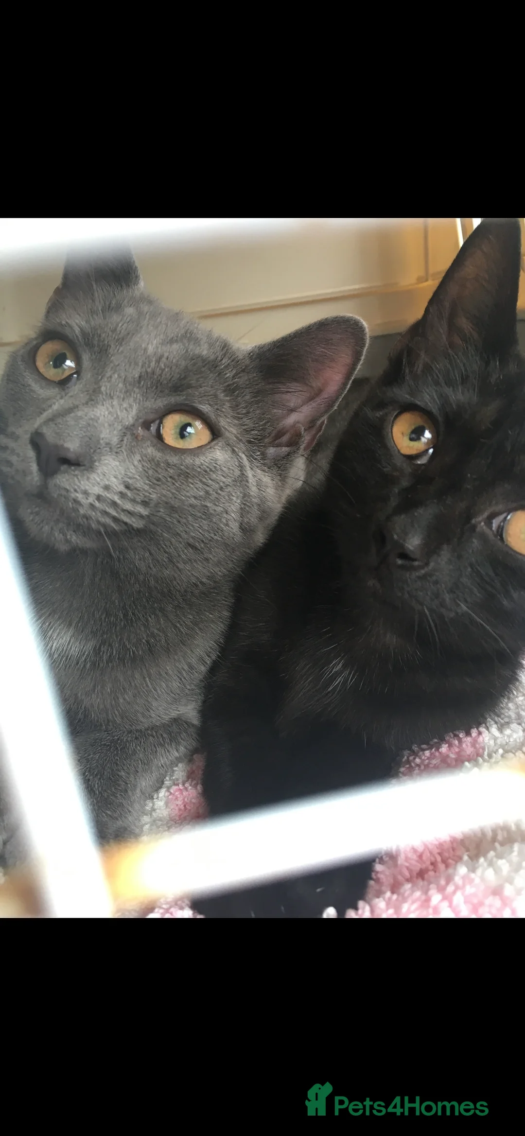Mixed Breed cats for sale: 2 cat brothers, one grey, one black - Advert 5