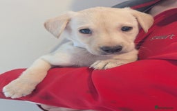 Labrador Retriever dogs for sale: KC Reg many Champion lines Drakeshead in pedigree  - Image 6
