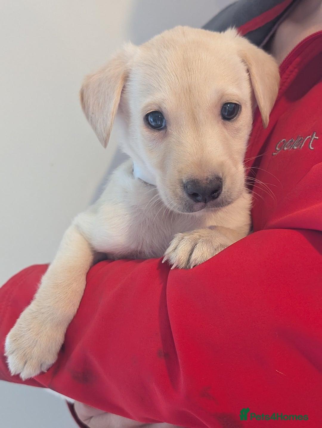 Labrador Retriever dogs for sale: KC Reg many Champion lines Drakeshead in pedigree  - Image 6