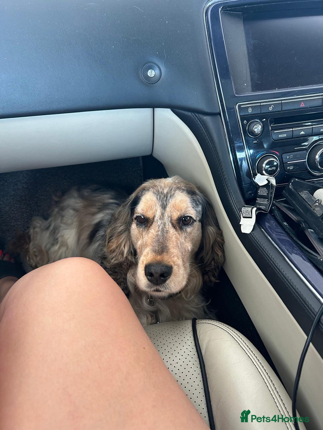 Cocker Spaniel dogs for sale:  💛 Gentle & Loving 5-Year-Old Show Cocker Spaniel - Image 4