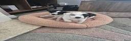 Patterjack dogs for sale: Patterjack puppies  - Advert 6