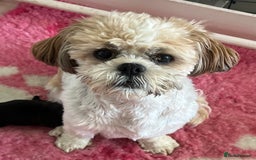 Shihpoo dogs for sale: Shipoo Pups - Image 3