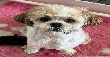 Shihpoo dogs - Advert 19