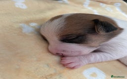 Mixed Breed dogs for sale: Chihuahua x Jack Russell puppies - Image 30