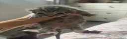 Mixed Breed cats for sale: 4 beautiful kittens for sale - Advert 8
