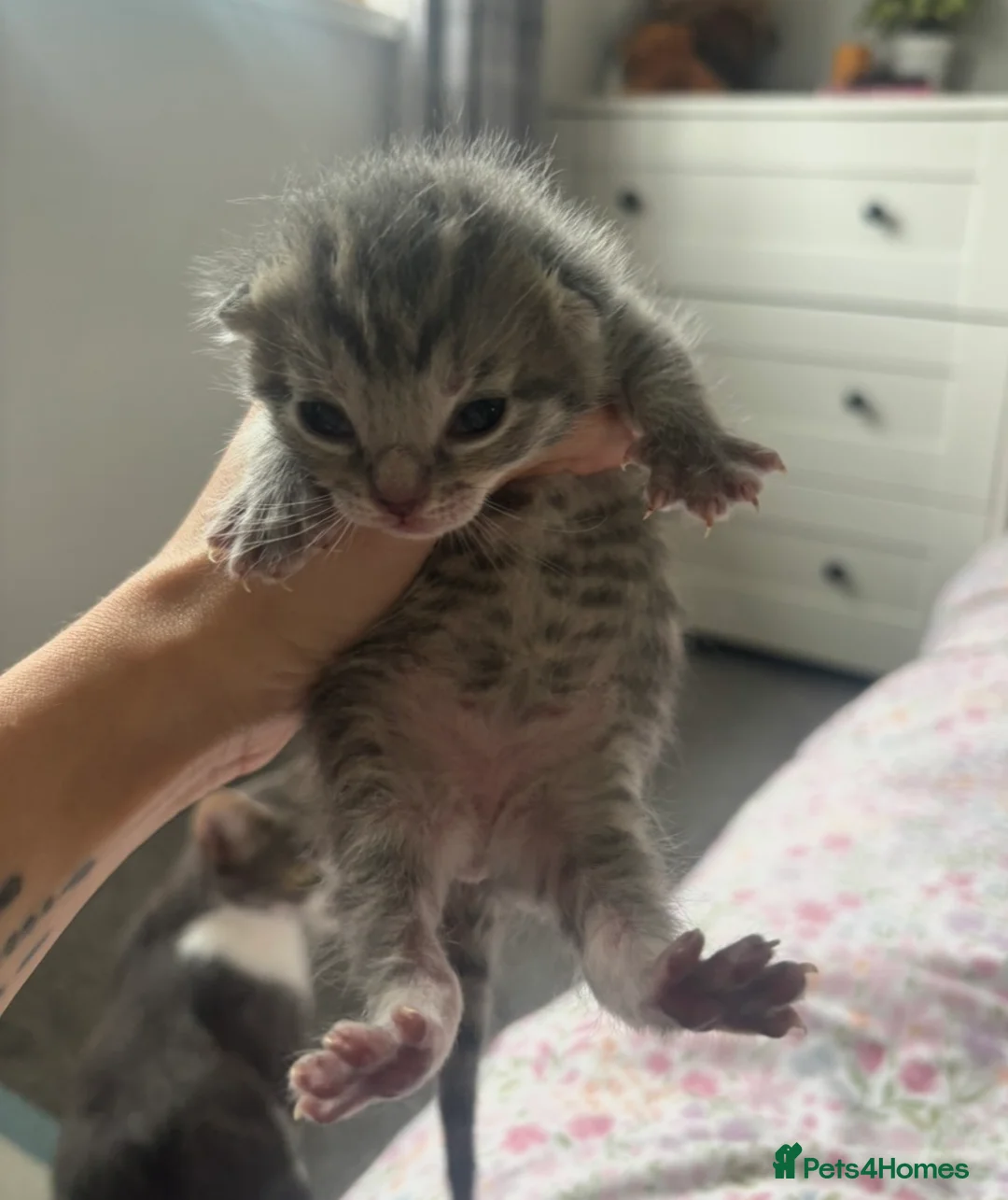 Mixed Breed cats for sale: 4 beautiful kittens for sale - Advert 8