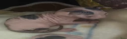Sphynx cats for sale: sphynx kittens for reservations  - Advert 3