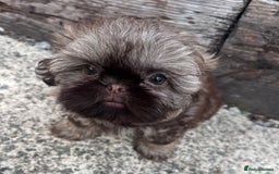 Shih Tzu dogs for sale: Stunning KC chocolate imperial Shihtzu puppies - Image 21