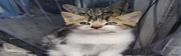 Mixed Breed cats for sale: Stunning Torbie girl ready to leave now  - Advert 17