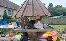Bengal cats for sale: 2 BEAUTIFUL FEMALE BENGALS - Image 1