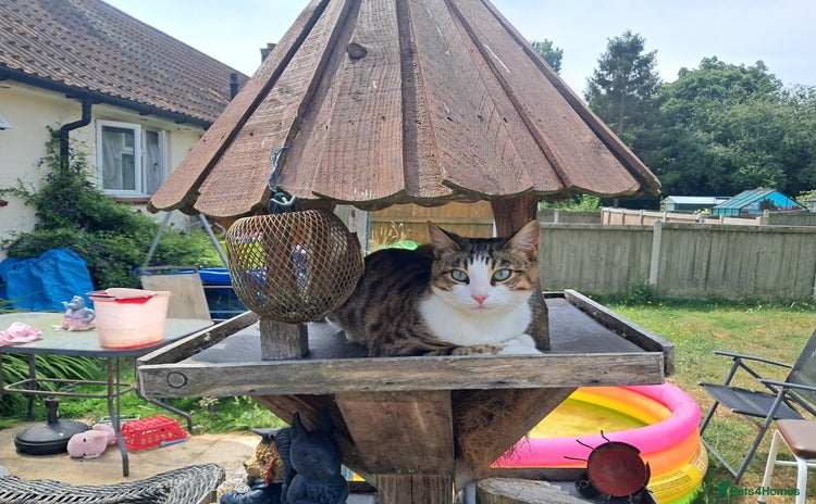 Bengal cats for sale - Advert 1