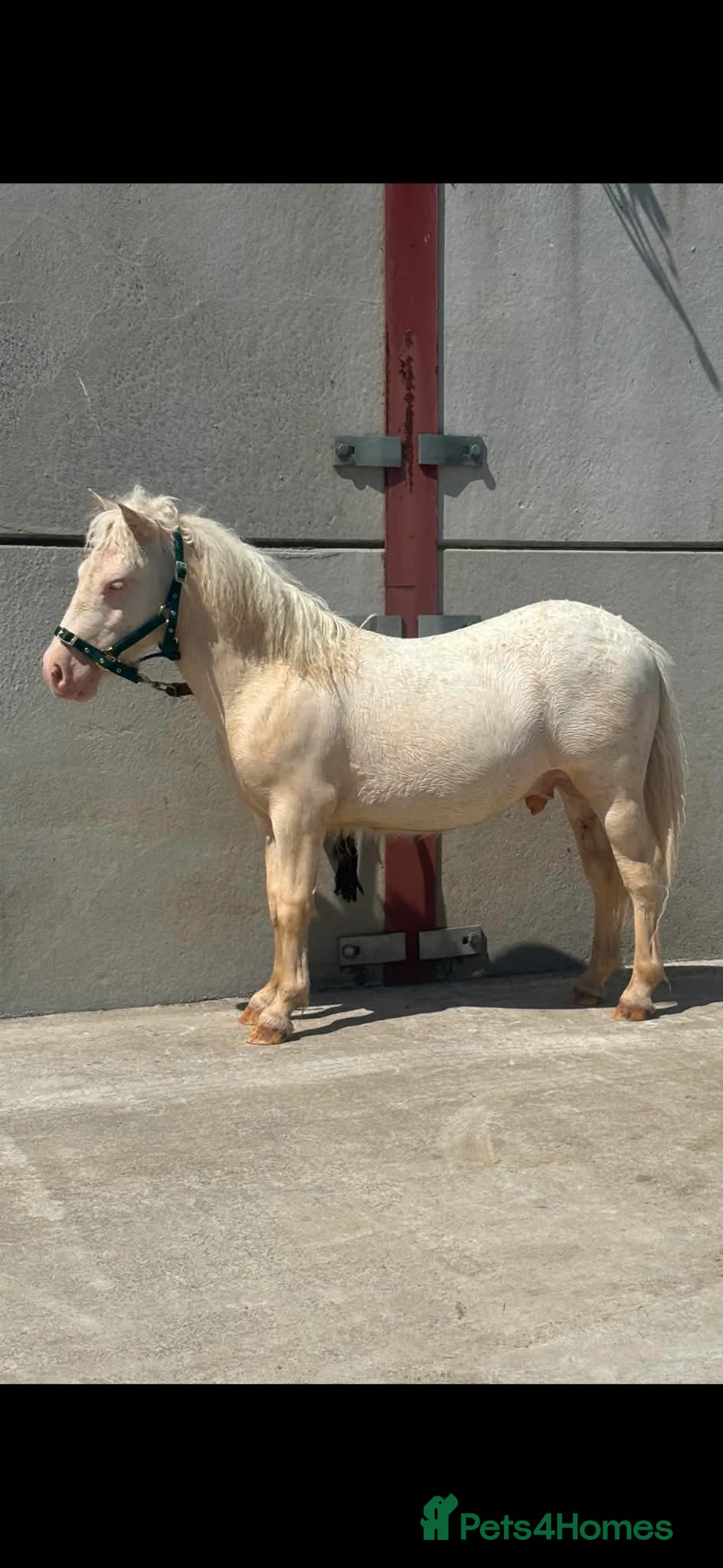 Shetland pony horses for sale: ROBIN PERLINO SPOTTED SHETLAND  - Advert 1