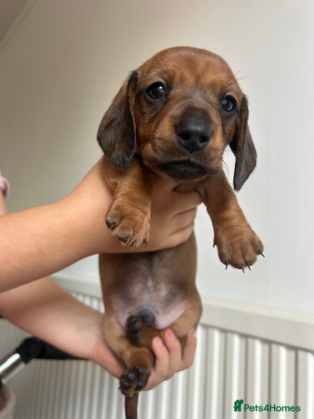 Miniature Dachshund dogs for sale: Miniature Dachshund Pups  in Banbury - Image 13