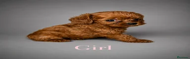 Cavapoo 4