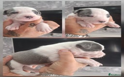Staffordshire Bull Terrier dogs for sale: 7 Beautiful Staffordshire bull terrier puppies  - Image 5