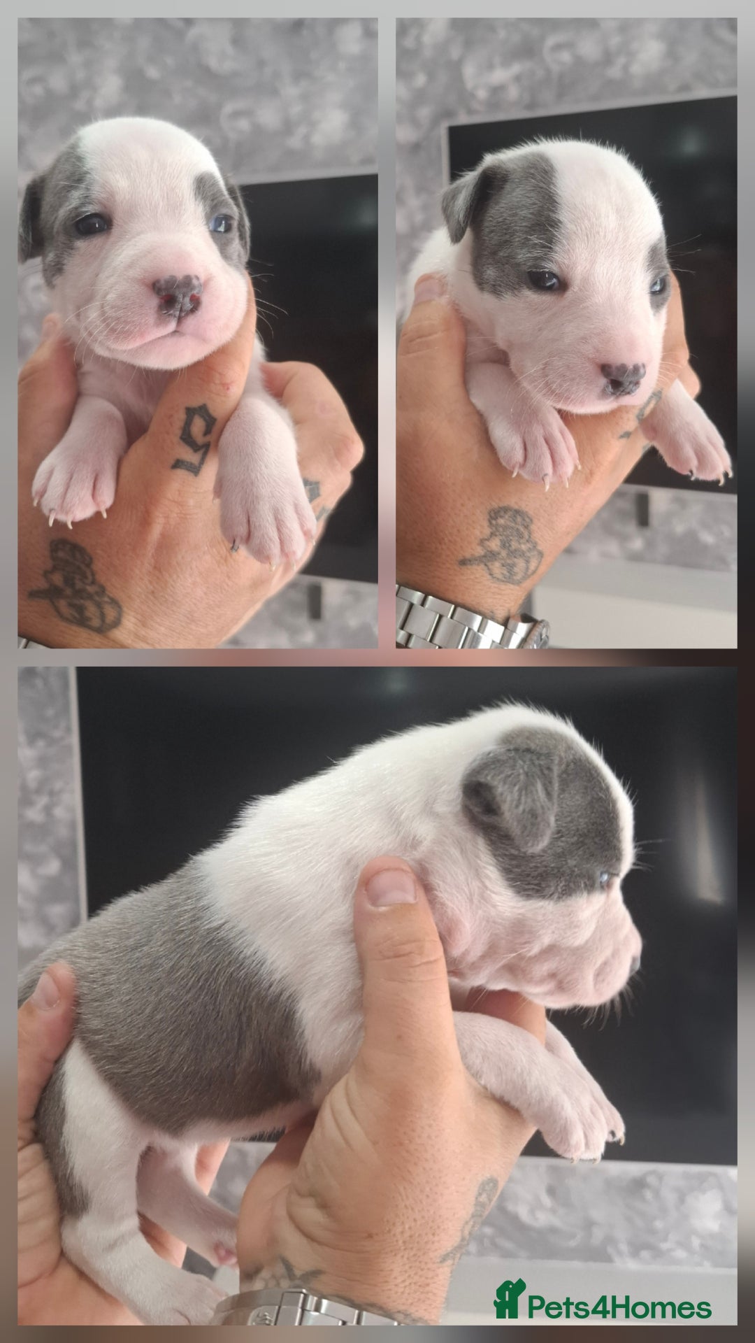 Staffordshire Bull Terrier dogs for sale: 7 Beautiful Staffordshire bull terrier puppies  - Image 5