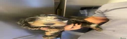 Cockapoo dogs for sale: Outstanding cockerpoo puppies  - Advert 9