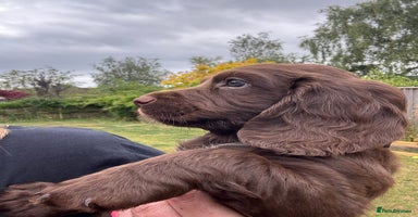 Cocker Spaniel dogs - Advert 1