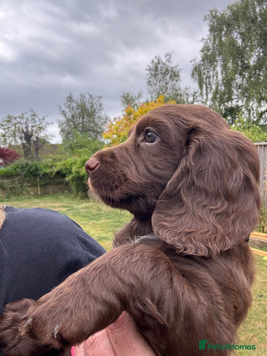 Cocker Spaniel dogs for sale: Working cocker puppy - Image 3