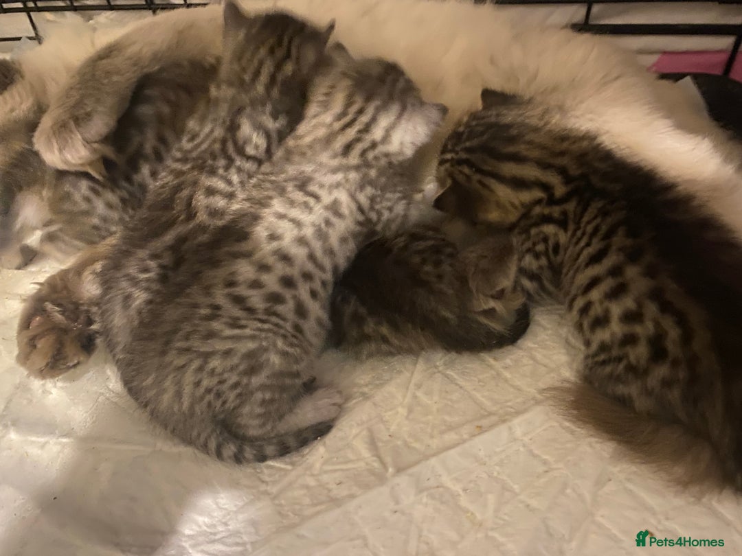 Mixed Breed cats for sale: Ragdol x bengal  - Advert 18