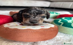 Miniature Dachshund dogs for sale: Miniature dachshund  - Advert 2