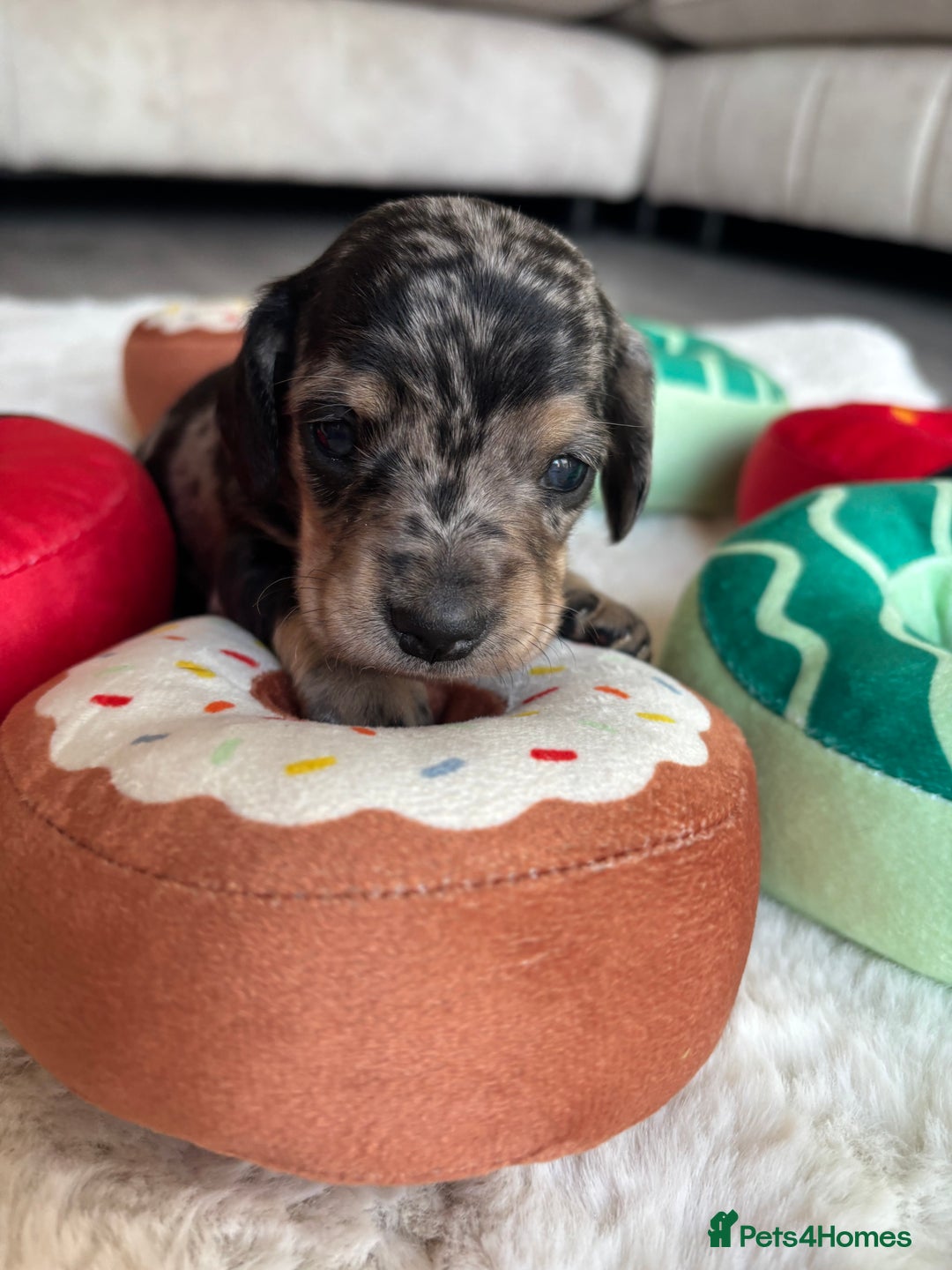 Miniature Dachshund dogs for sale: Miniature dachshund  - Advert 2