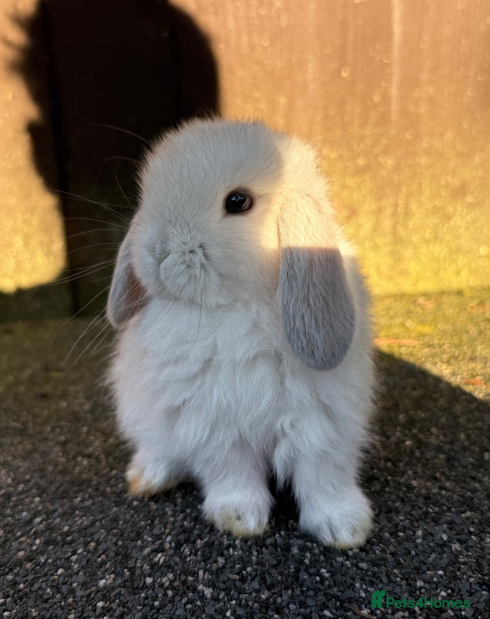 Mini Lop rabbits Mini lop boys and girls  - Advert 21