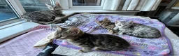 Mixed Breed cats for sale: Bengal/Maine coon hybrid silver and brown kittens in Solihull - Advert 2