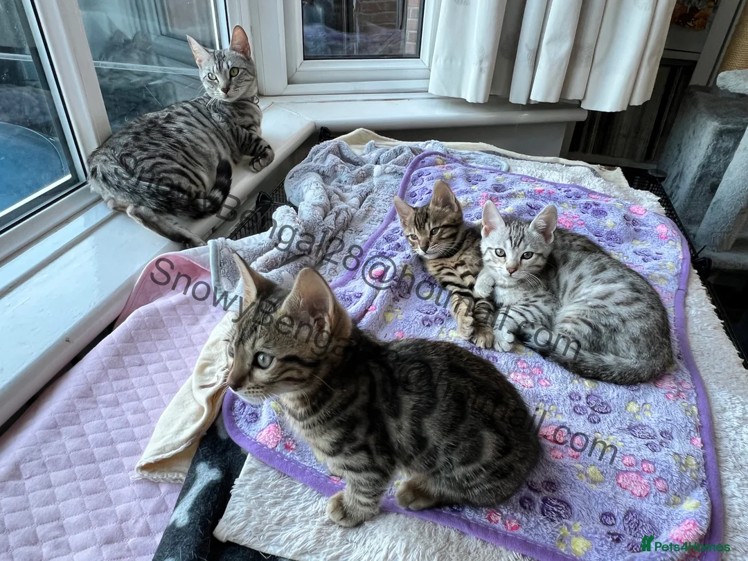 Mixed Breed cats for sale: Bengal/Maine coon hybrid silver and brown kittens in Solihull - Advert 2