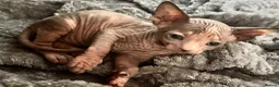 Sphynx cats for sale: Adorable sphinx kittens - Advert 12