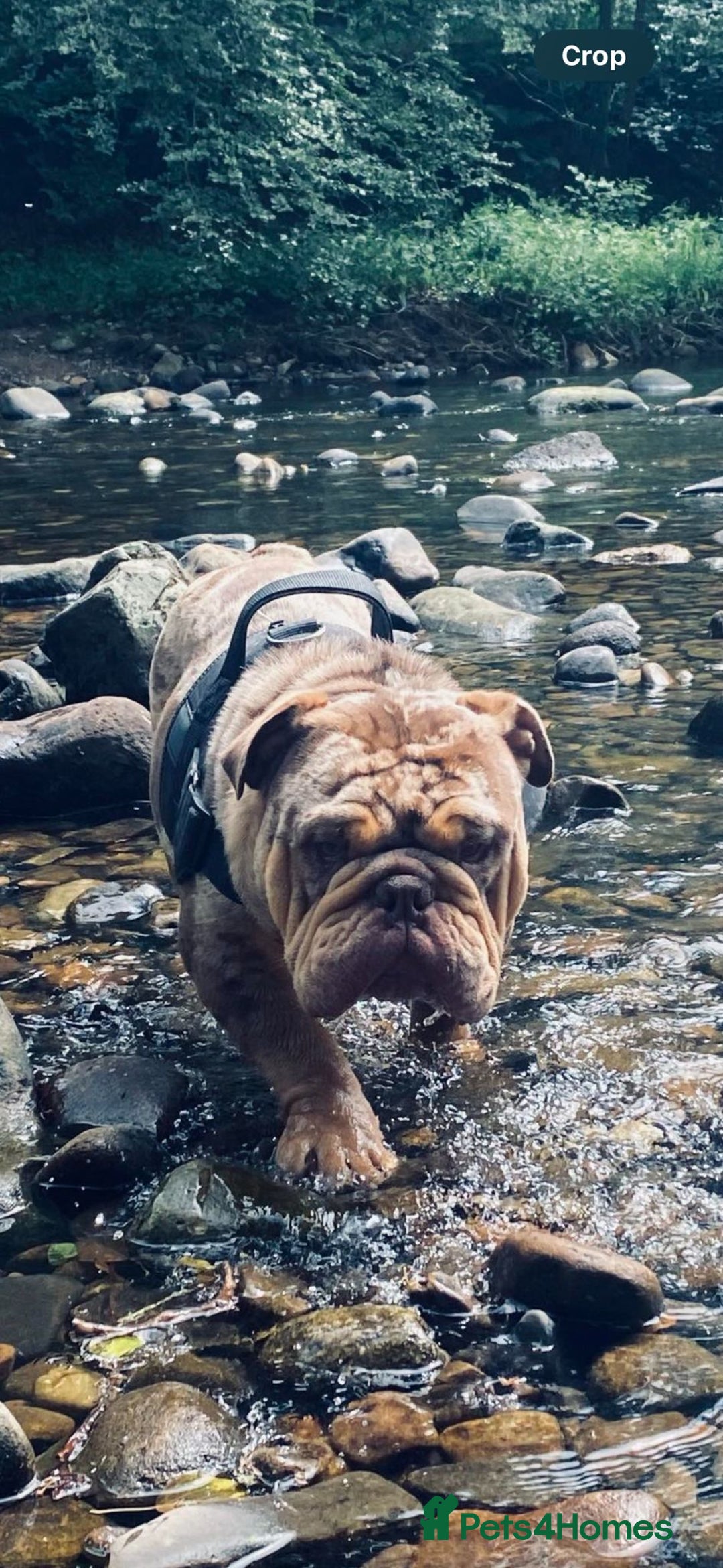 English Bulldog dogs for stud: Chocolate Merle Male English Bulldog - Image 3