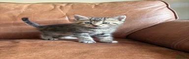 Tigger
