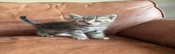 Maine Coon cats for sale: 1/2 Maine Coon Fluffy Tabby Kittens!  - Advert 3