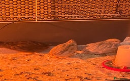 Quail poultry for sale: 3 button quail  - Image 6