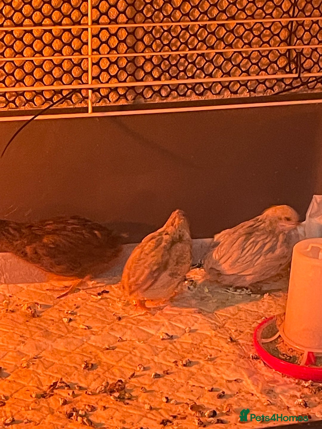 Quail poultry for sale: 3 button quail  - Image 6