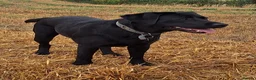Labrador Retriever dogs for sale: Show Type Labrador Retriever Puppies in Bridgwater - Advert 1