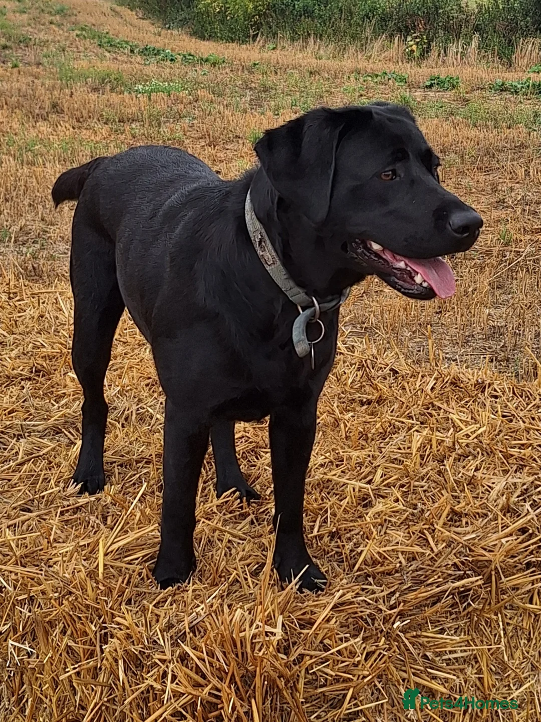 Labrador Retriever dogs for sale: Show Type Labrador Retriever Puppies in Bridgwater - Advert 1