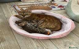 Bengal cats for sale: Health Tested TICA 🩷Bengal female kittens  - Image 15
