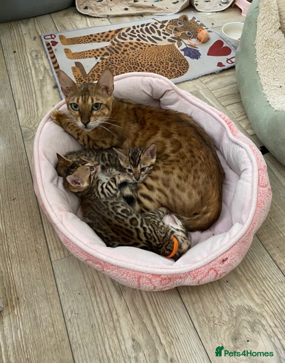 Bengal cats for sale: Health Tested TICA 🩷Bengal female kittens  - Image 15