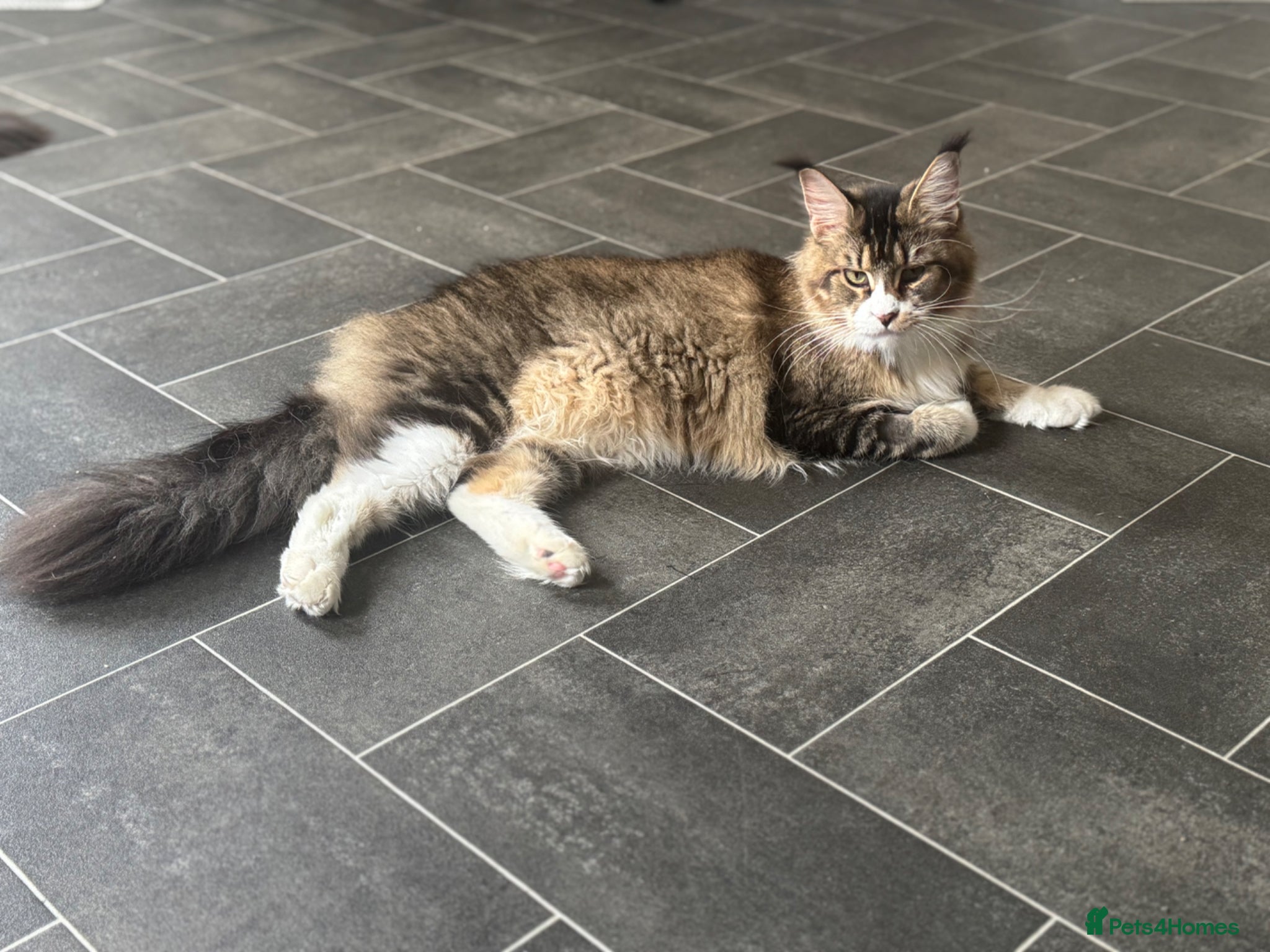 Maine Coon cats Female Maine Coon For Rehoming - Advert 3