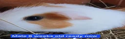 Guinea Pig rodents for sale: Guinea pigs  - Advert 3