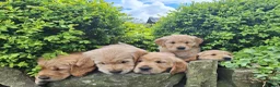 Golden Retriever dogs for sale: Beautiful litter of Golden Retriever puppies 🐶  - Advert 20