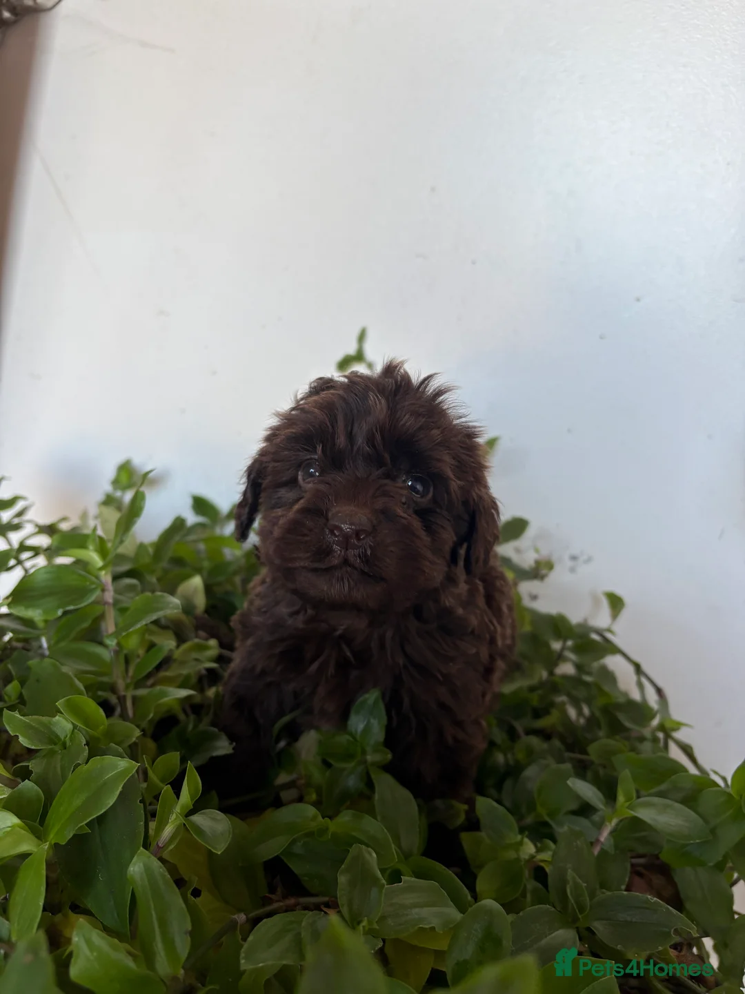 Cockapoo dogs for sale: Beautiful cockapoo pups - Advert 2