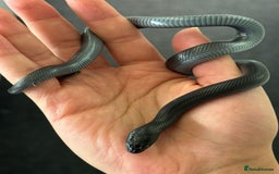 King Snake reptiles for sale: MBK Snake (Male) - Image 4
