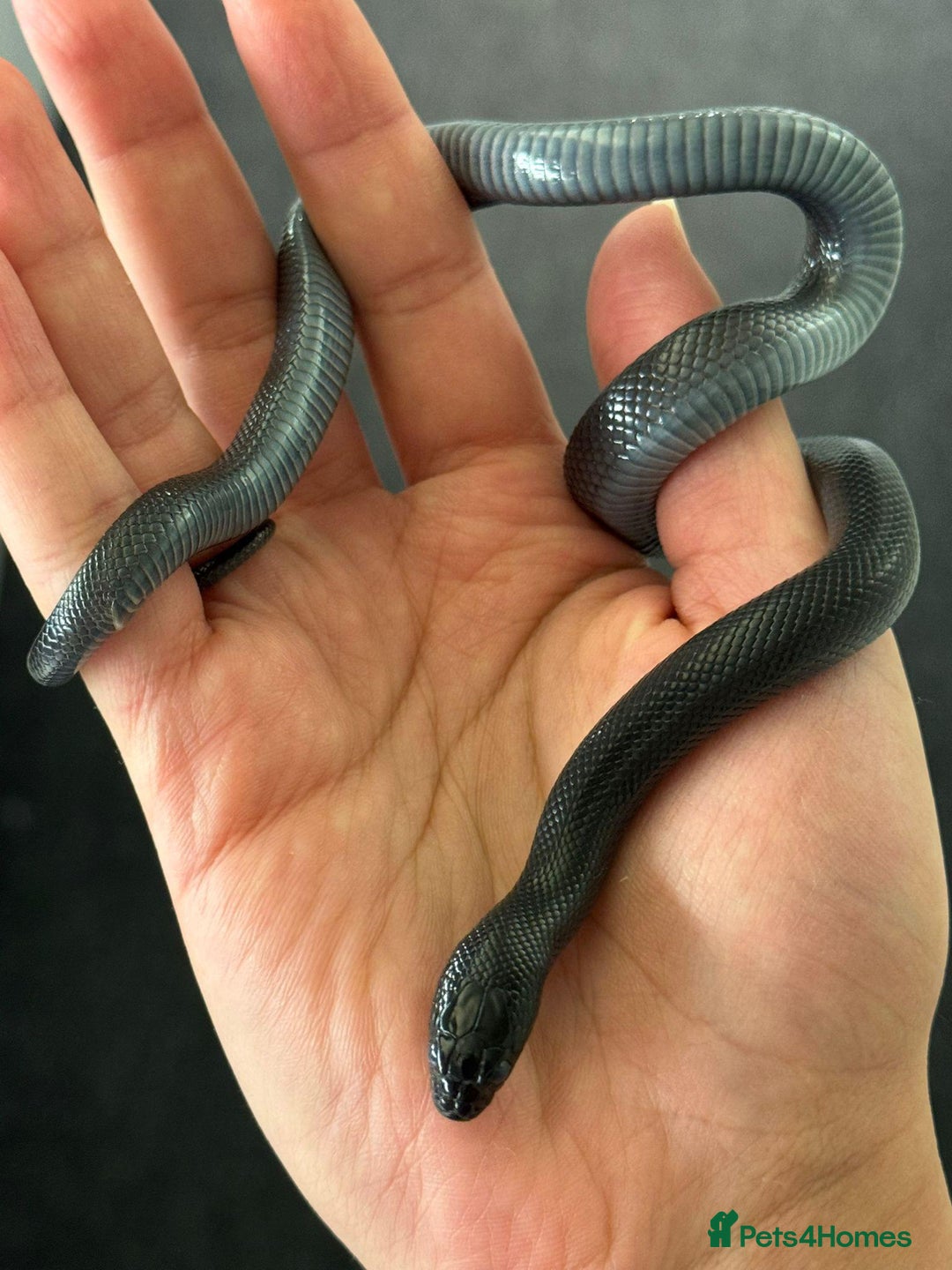 King Snake reptiles for sale: MBK Snake (Male) - Image 4