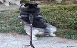 Siberian Husky dogs for sale: Loving 2-Year Old Husky Looking for a Forever Home - Image 7