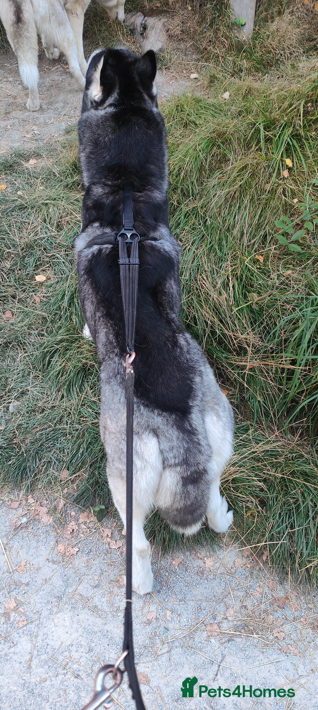 Siberian Husky dogs for sale: Loving 2-Year Old Husky Looking for a Forever Home - Image 7